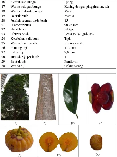 Gambar 12. Karakter morfologi tanaman Asam gelugur di Desa Serutu Kecamatan Galang Kabupaten Deli Serdang : (a) pohon Asam gelugur, (b) batang, (c) daun, (d) bunga, (e) buah, (f) daging buah, (g) biji 