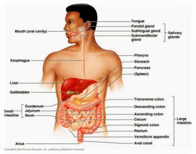 Gambar 2.1 Bagan saluran cerna 