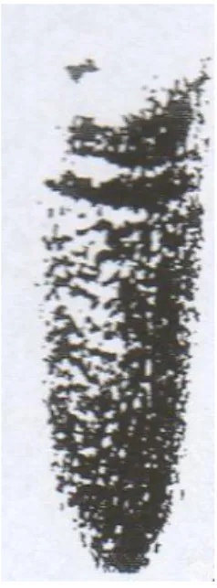 Tablica 11. Prstenje (prema A. UGLEŠIĆ, 1996, 161 i 156) 