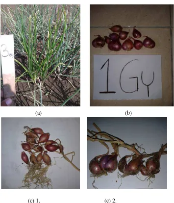 Gambar 10. Keunikan pada tanamaan bawang merah (a). Tanaman dosis 3 Gy yang memiliki keunikan warna daun (b)