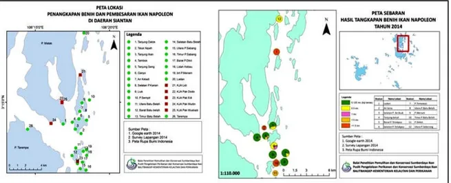 Gambar 2. Lokasi penangkapan benih dan pembesaran ikan napoleon di Siantan (Gambar A), Sebaran ukuran benih ikan napoleon tertangkap berdasarkan lokasi penangkapan pada bulan Agustus – Desember (Gambar B).