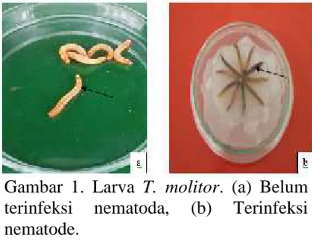 Gambar 1.  Larva T.  molitor. (a)  Belum terinfeksi nematoda, (b)  Terinfeksi nematode.