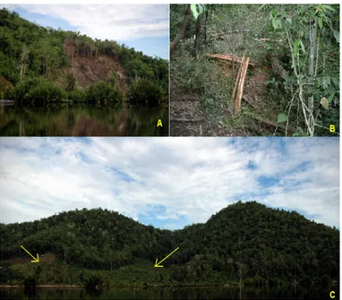 Gambar 5.  Beberapa aktivitas alihfungsi hutan yang sedang berlangsung di area hutan Bukit