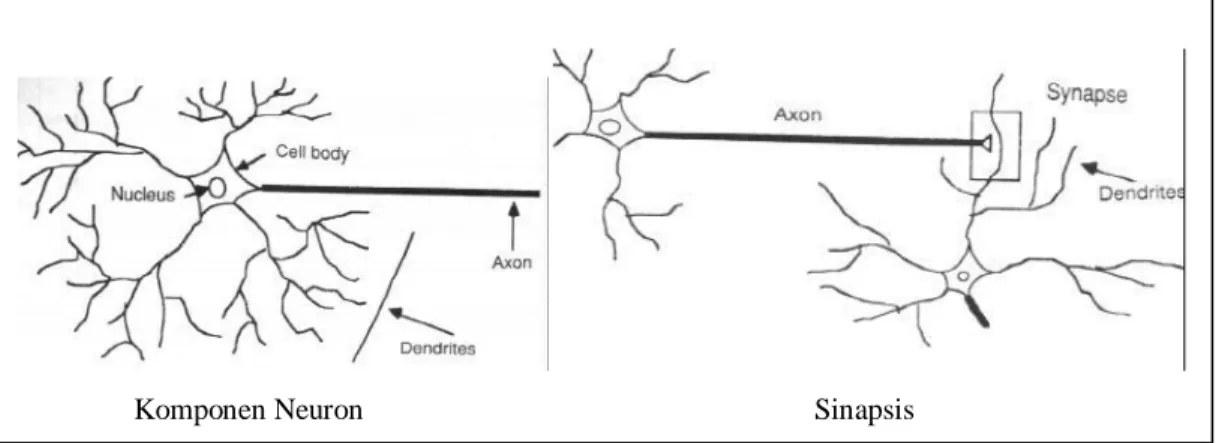 Gambar 2.1: Komponen Neuron dan Sinapsis 