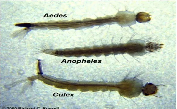 Tabel 1. Perbedaan jentik Aedes dengan jentik Anopheles, Mansonia, dan culex