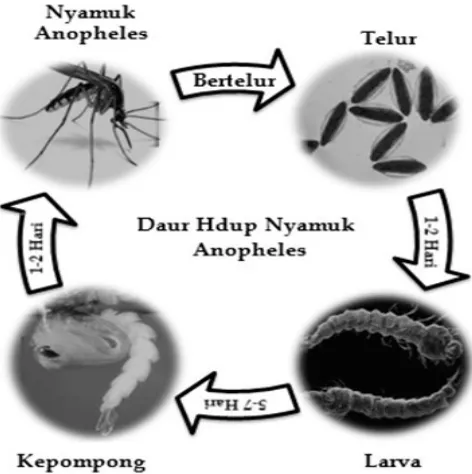 Gambar 1. Siklus Nyamuk Anopheles