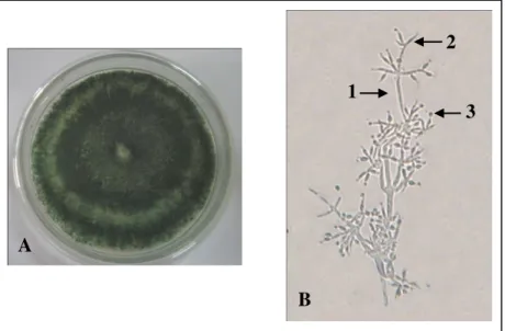 Gambar 2.  Koloni isolat KUP2 pada medium  Potato Dextrosa Agar (PDA) dengan waktu inkubasi 7 hari (A) dan  morfologi mikroskopis (B) dengan perbesaran : 40 x 10