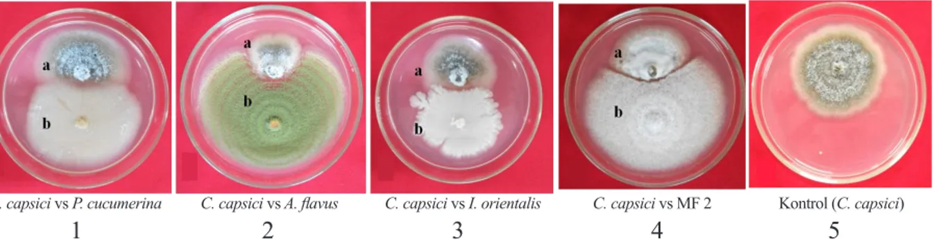 Gambar 3  Issatchenkia orientalis. a, Koloni  biakan murni pada medium agar-agar dekstrosa  kentang setelah inkubasi 7 hari pada suhu  ruang (28 ± 2 °C); b, Mikrograf sel khamir.