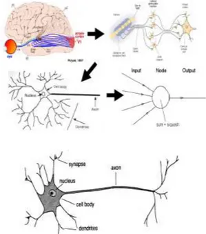 Gambar 1 Struktur dasar jaringan saraf  tiruan dan struktur sederhana sebuah 