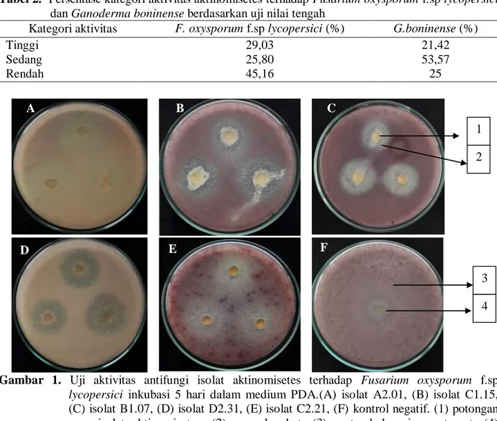 Gambar  1.  Uji  aktivitas  antifungi  isolat  aktinomisetes  terhadap  Fusarium  oxysporum  f.sp  lycopersici  inkubasi  5  hari  dalam  medium  PDA.(A)  isolat  A2.01,  (B)  isolat  C1.15,  (C) isolat B1.07, (D) isolat D2.31, (E) isolat C2.21, (F) kontro