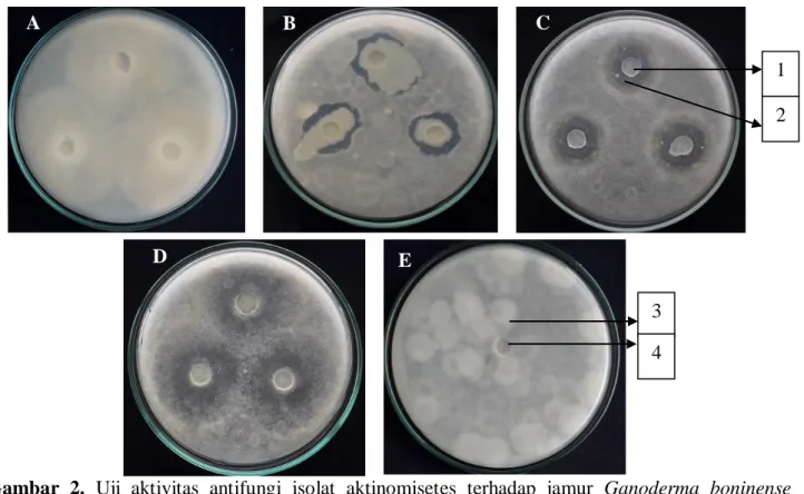 Gambar  2.  Uji  aktivitas  antifungi  isolat  aktinomisetes  terhadap  jamur  Ganoderma  boninense  inkubasi  5  hari  dalam  medium  PDA