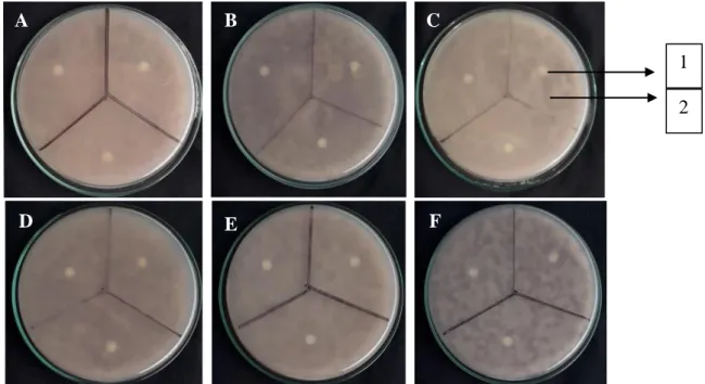 Gambar 3. Uji aktivitas senyawa antifungi kasar aktinomisetes terhadap Fusarium oxysporum f.sp  lycopersici  inkubasi  5  hari  dalam  medium  PDA