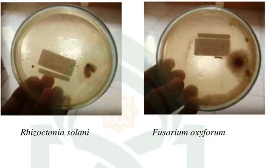 Gambar 4.1 Hasil uji antibiosis secara in vitro bakteri Lysinibaacillus fusiformis  dan cendawan patogen 