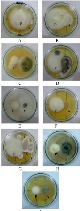 Gambar  5.  Koloni  Jamur  pada  Uji  Antagonis  Hari  ke- ke-7.(A) Kontrol negatif  (B) Mucor sp.1 F 1  vs  Phytophthora  sp