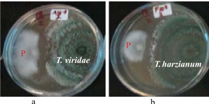 Gambar 2  Uji antagonis Trichoderma spp. terhadap perkembangan  Phytophthora infestans   dalam medium agar-agar V-8 pada 7 HSI