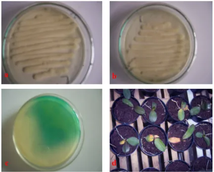 Gambar 2.   Isolat bakteri antagonis dan keefektifannya (Isolates of antagonistic bacteria and their effective-