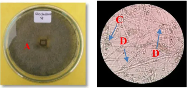 Gambar 1. Koloni jamur Fusarium sp. (A) Makronkonidium (B) Mikrokonidium (C) 