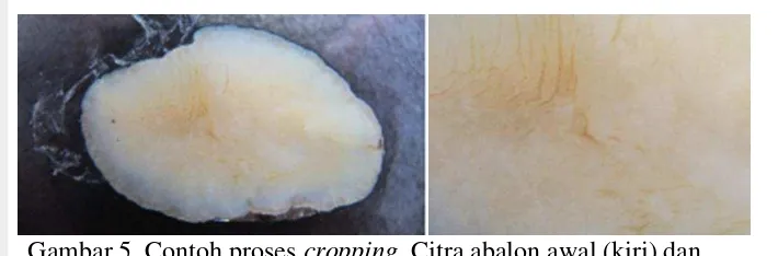 Gambar 5  Contoh proses cropping. Citra abalon awal (kiri) dan 