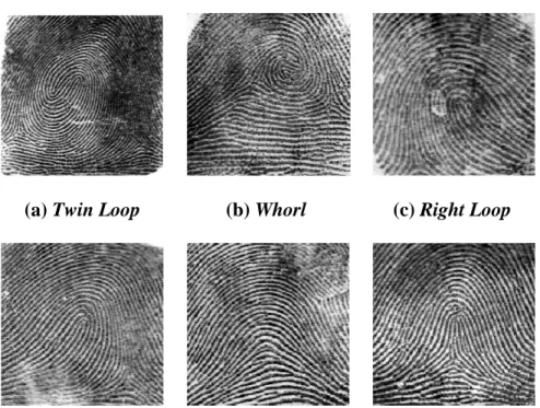 Gambar 2.3 Klasifikasi Sidik Jari 