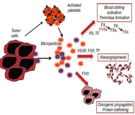 Gambar 2.5. Pertumbuhan Sel Tumor, Neoangiogenesis (A. FALANGA et al, 2013) 