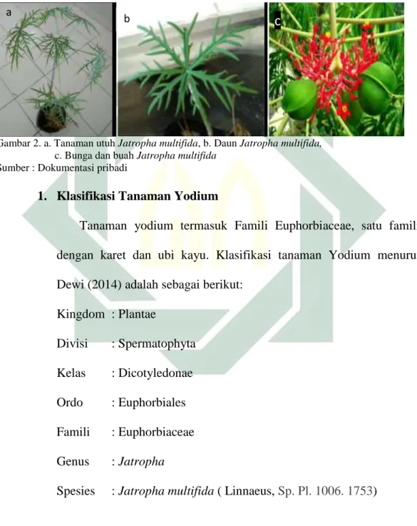 Gambar 2. a. Tanaman utuh Jatropha multifida, b. Daun Jatropha multifida,     c. Bunga dan buah Jatropha multifida 