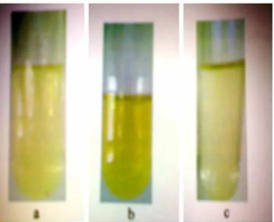 Gambar 7. Uji buih menghasilkan buih stabil yang menunjukkan adanya saponin dalam ekstrak daun sirih  merah 
