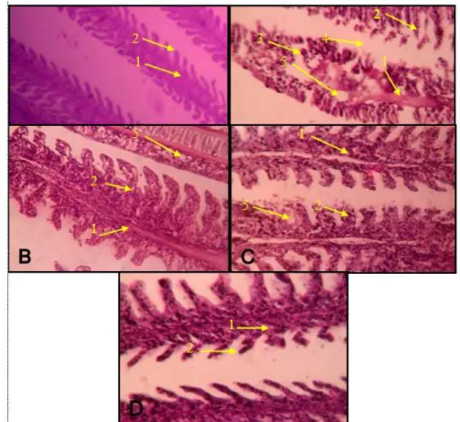 Gambar 4. Perbandingan profil organ insang Kakap Putih dengan pewarnaan H-E  perbesaran 400x