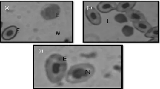 Gambar 2 Diferensial Leuksoit: (E) eritrosit, (M) monosit, (L) limfosit, (N) neutrofil perbesaran 1000x