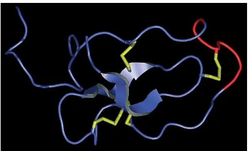 Gambar 3. Model struktural dengan karakteristik WAP domain inti empat disulfida dari protein elafin