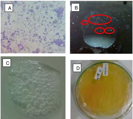 Gambar 1.1 Karakterisasi Bakteri Uji; A) Hasil Uji Pewarnaan Gram Bakteri Uji  Pada Perbesaran 100x; B) Hasil Uji Koagulase Bakteri Uji