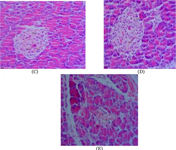 Gambar 2. Gambaran histologi jaringan pankreas tikus  Keterangan :  