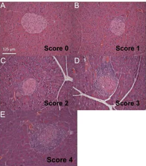Gambar 1. Skor Derajat Insulitis Pankreas Tikus (Sumber: Guttierez et al.) Pengolahan dan Analisis Data