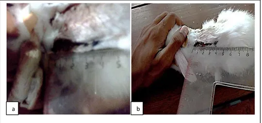Gambar 1.  Gambaran makroskopik penyembuhan luka insisi kulit kelinci A hari ketiga, diberi  dengan ekstrak lidah buaya (a) dan tanpa pemberian ektrak lidah buaya (b) 