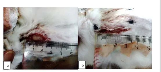 Gambar 3. Gambaran makroskopik penyembuhan luka insisi kulit kelinci C hari ketiga, diberi  dengan ekstrak lidah buaya (a) dan tanpa pemberian ektrak lidah buaya (b) 