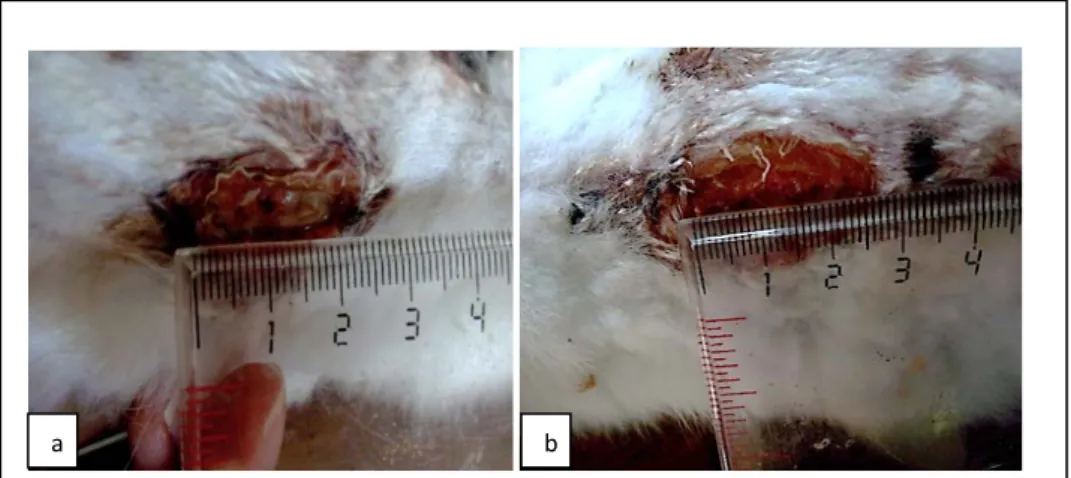 Gambar 5.  Gambaran makroskopik penyembuhan luka insisi kulit kelinci B hari ketujuh, diberi  dengan ekstrak lidah buaya (a) dan tanpa pemberian ektrak lidah buaya (b) 