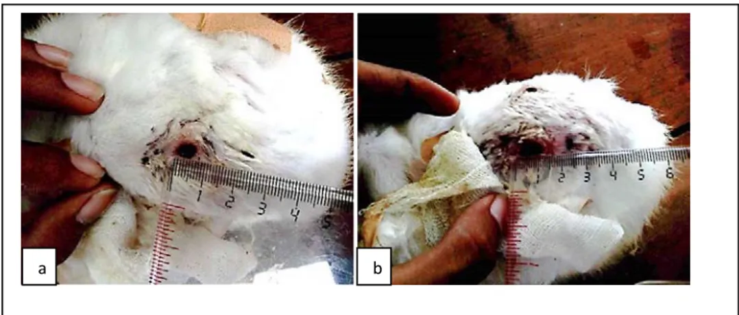 Gambar 8.  Gambaran makroskopik penyembuhan luka insisi kulit kelinci B hari keempat belas,  diberi dengan ekstrak lidah buaya (a) dan tanpa pemberian ektrak lidah buaya (b) 