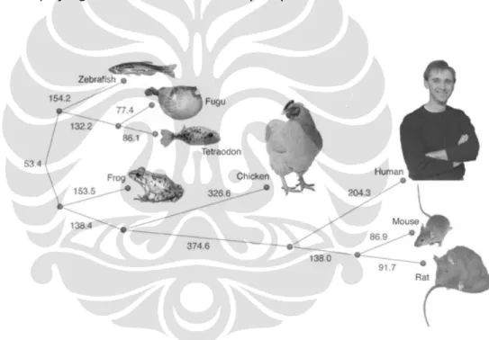 Gambar 3. Contoh Phylogenetic tree 