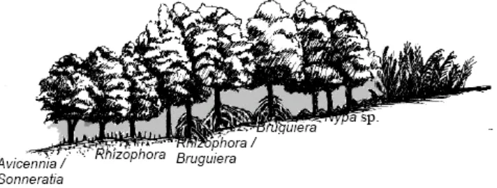 Gambar 2. Zonasi Mangrove 