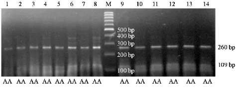 Figure 1. The 382 bp TLR4 PCR amplification product �������������������������������������������������������������� ������������� �������