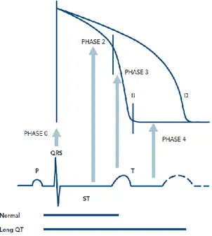 Gambar 1. Korelasi antara Potensial Aksi Sel Ventrikel dengan EKG permukaan  2