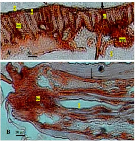Figure 1. Positive reaction in AEC staining of �.gall� adult worm. A= tranversal section of the distal region (20x)