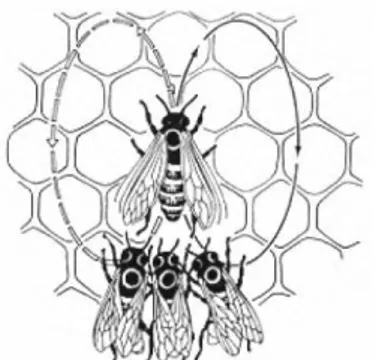 Gambar 3.4 Perilaku pencarian makan lebah madu [9] 