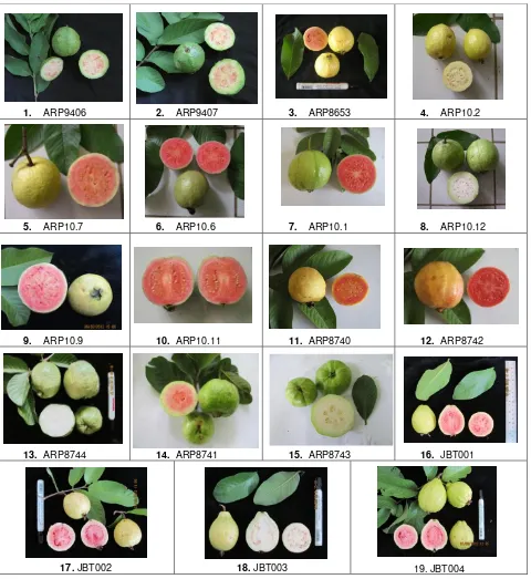 Figure 1. Fruit shape of nineteen accessions of guava