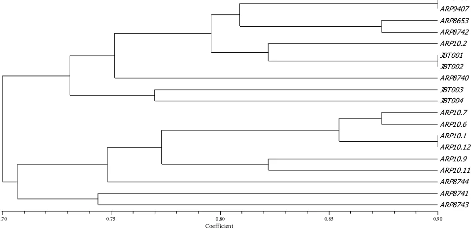 Figure 2. The dendogram of clustering some accessions of guava based on morphological leaf and fruit characters 