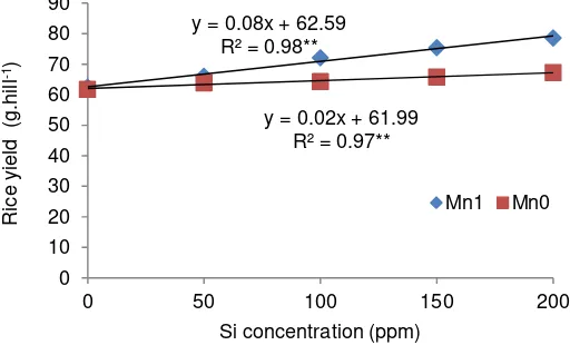 Figure 7. Relationship between elevated concentrations of Si with and without Mn on rice yield 