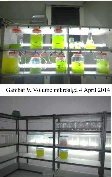 Gambar 9. Volume mikroalga 4 April 2014 