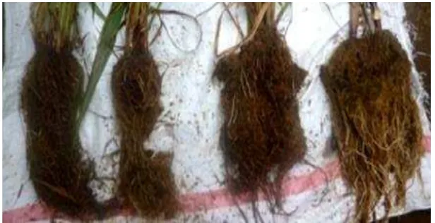 Gambar 5. Penampilan akar tanaman tebu. Berturut-turut dari kiri kekanan: perlakuan tanpa genangan, 2, 4 dan 6 minggu penggenangan 