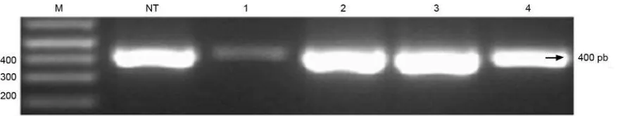 Gambar 4. Hasil  PCR  dengan kombinasi primer 35S-F dan CsNitr1-L-R. M = marka DNA (1 Kb ladder plus); Ka = Kontrol air; K+ = Nipponbare trangenik 4.1; NT = varietas Ciherang non  transgenik; 1-4 = galur introgesi G3, G7, G8, G11