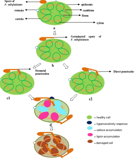 Figure 11.  Ilustration of infection process of F. subglutinans to tusam (Pinus merkusii) seedling on cross section of stem; (a) Spore attached to the stem surface; (b) germinated spore on day three after inoculation; (c1) and (c2) hyphae penetrating the stem tissue on day 4 after inoculation; (d) defence response of tusam seedling occurring on day 5 after inoculation; (e) damage of tusam seedling tissue on day 6 after inoculation 