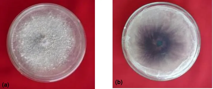 Figure 2. Tusam sedlings in the macroscopic observation (a) Tusam seedling in 6 days after inoculation of Fusarium subglutinans, showing damping-off symptoms with fungal pathogen mycelium infecting the seedling (b) Six-day-old healthy seedling of tusam